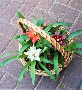 סלסילת גוזמניות אביבית