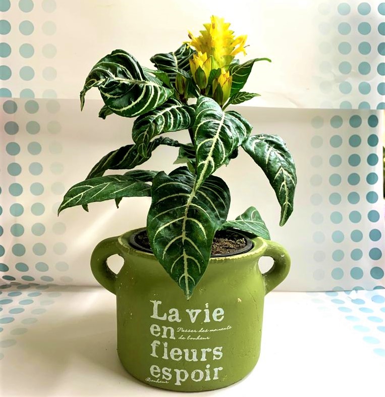 אפלנדרה בכלי וינטאג&rsquo;