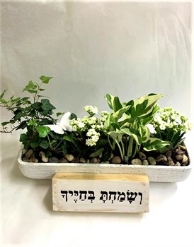 קוקטייל  אדנית חגיגי