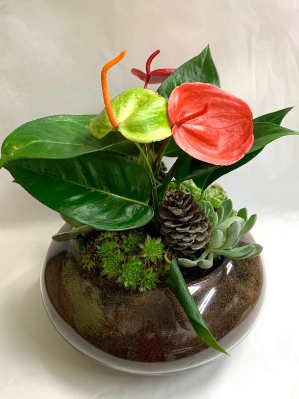 קוקטייל מיני אנטוריום