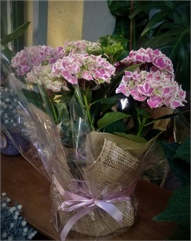 עציץ הורטנזיה