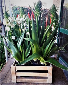 זוג עציצי נץ חלב 